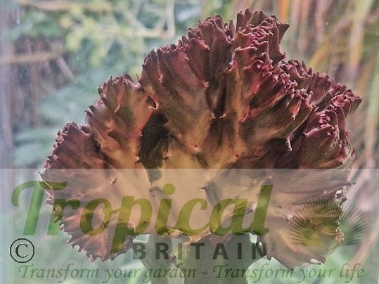 Euphorbia lactea f. cristata
