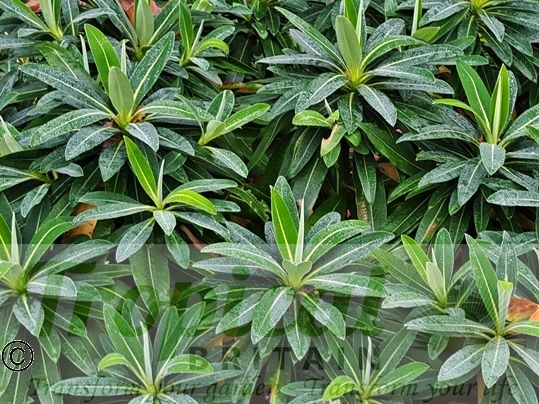 Euphorbia mellifera