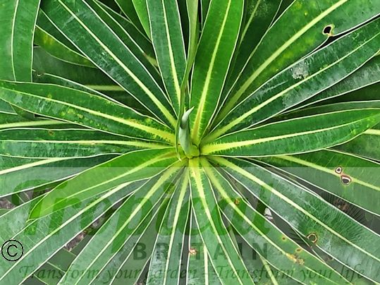 Euphorbia mellifera
