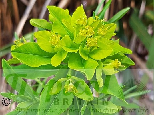 Euphorbia palustris