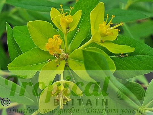 Euphorbia palustris