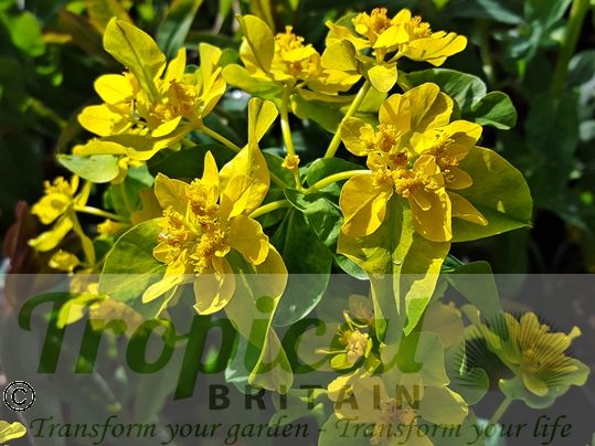 Euphorbia epithymoides