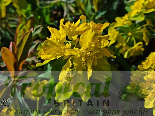 Euphorbia epithymoides