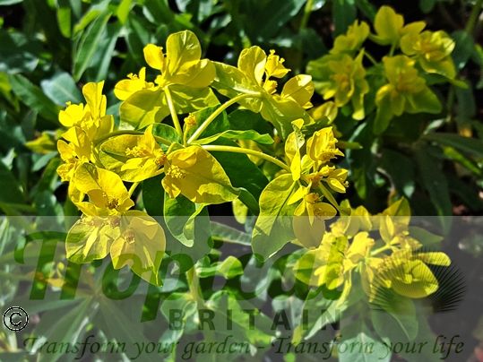 Euphorbia epithymoides