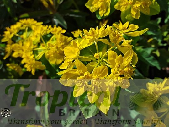 Euphorbia epithymoides