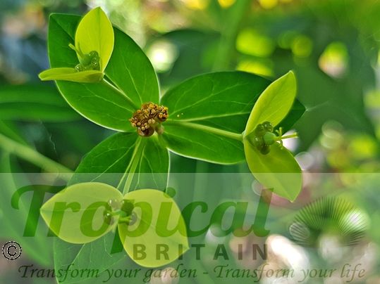 Euphorbia schillingii