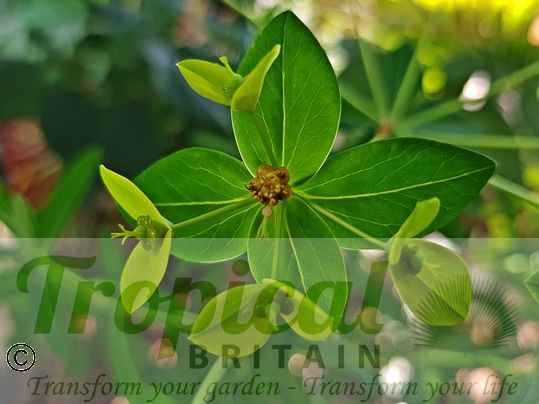 Euphorbia schillingii