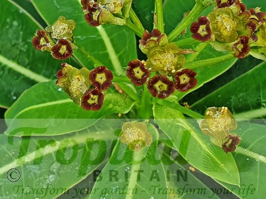 Euphorbia stygiana