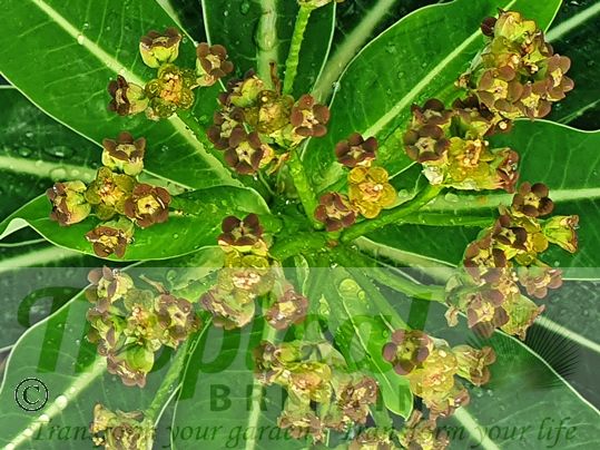Euphorbia stygiana