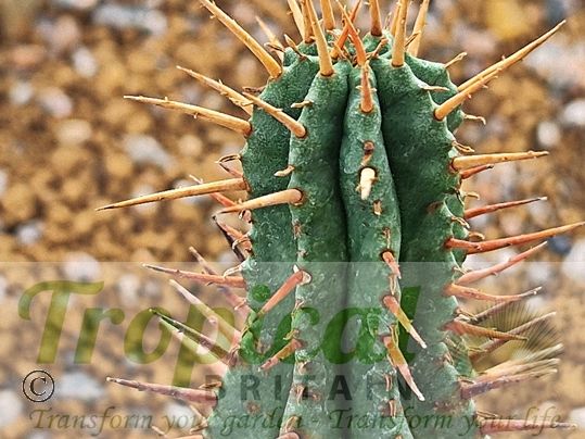 euphorbia inconstantia