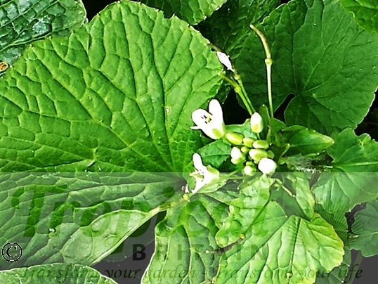 Eutrema japonicum