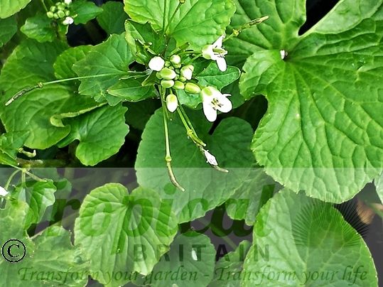 Eutrema japonicum