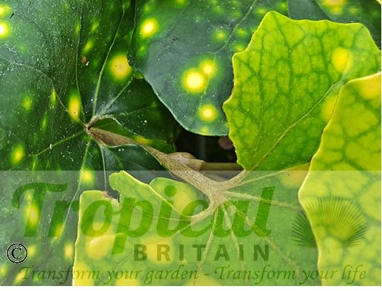 Farfugium japonicum 'Aureomaculatum'