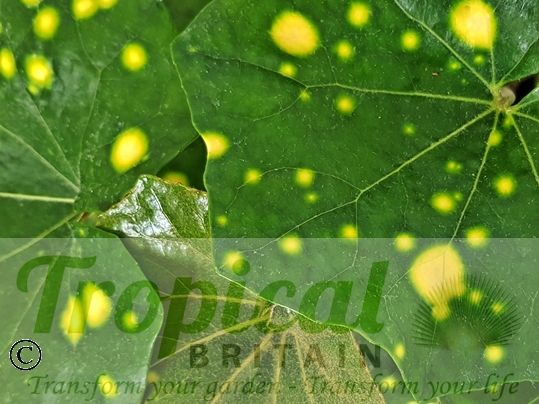 Farfugium japonicum 'Aureomaculatum'