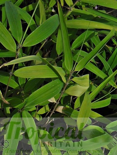 Fargesia yunnanesis