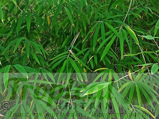 Fargesia yunnanesis