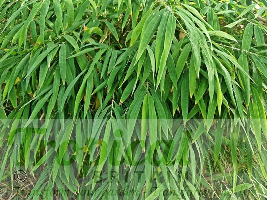 Fargesia yunnanensis