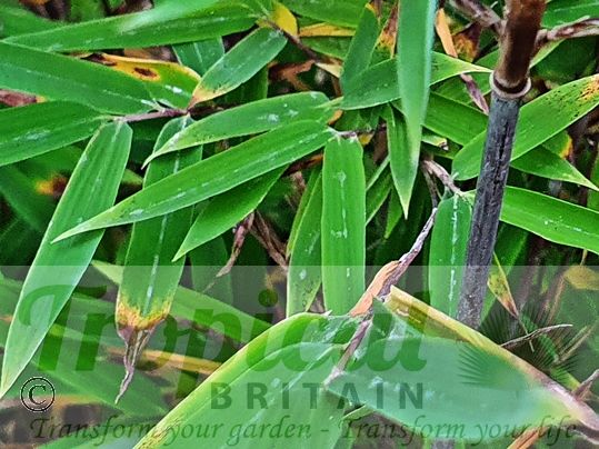 Fargesia nitida 'Black Pearl'