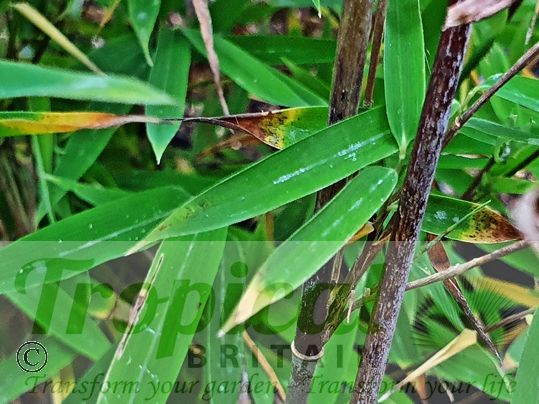 Fargesia nitida 'Black Pearl'