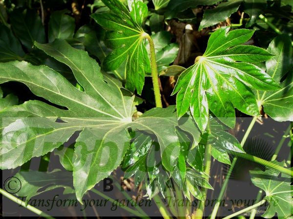 Fatsia japonica