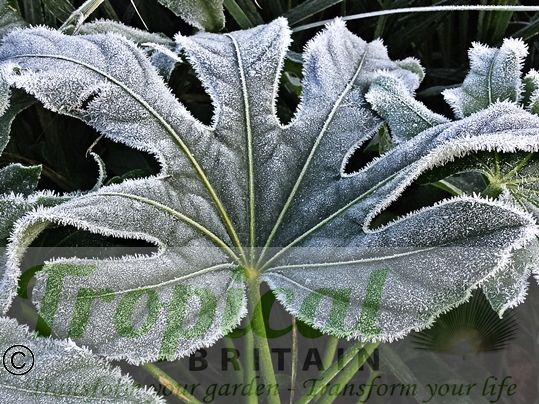 Fatsia japonica