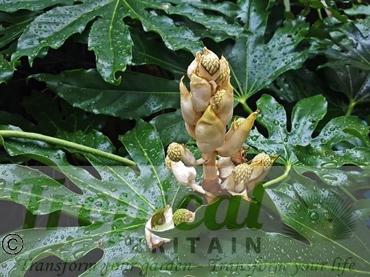 Fatsia japonica