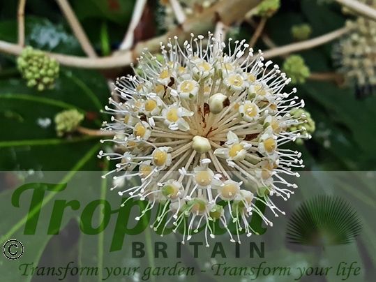Fatsia japonica