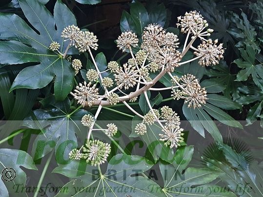 Fatsia japonica