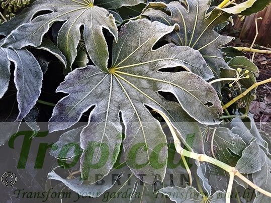 Fatsia japonica