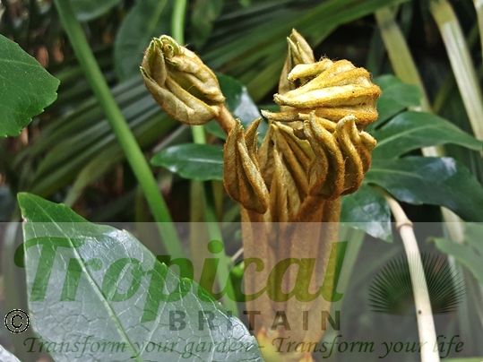 Fatsia japonica - new growth