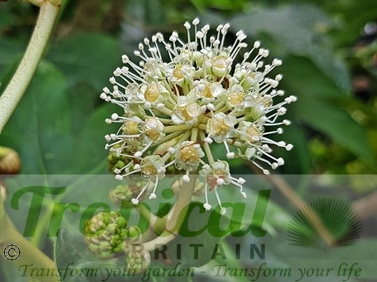 Fatsia japonica