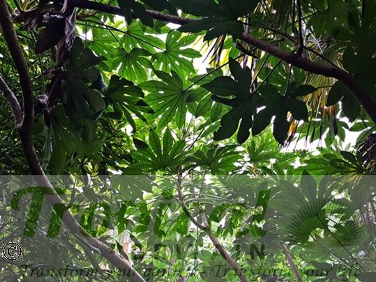 Fatsia japonica