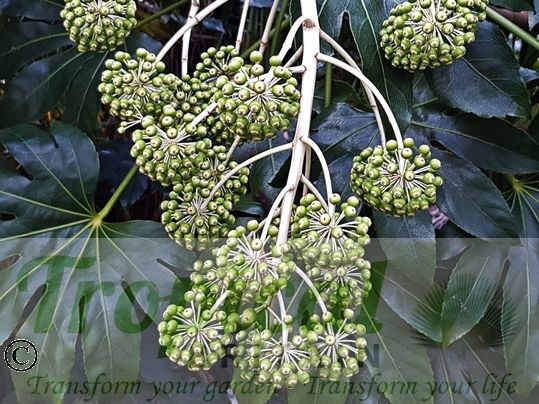 Fatsia japonica - seedpods in late February