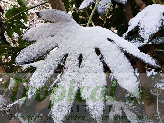 Fatsia japonica in the snow