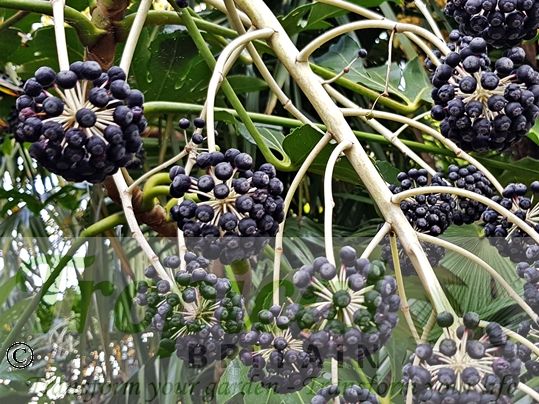 Fatsia japonica