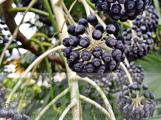 Fatsia japonica