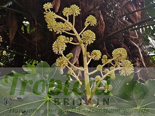 Fatsia japonica