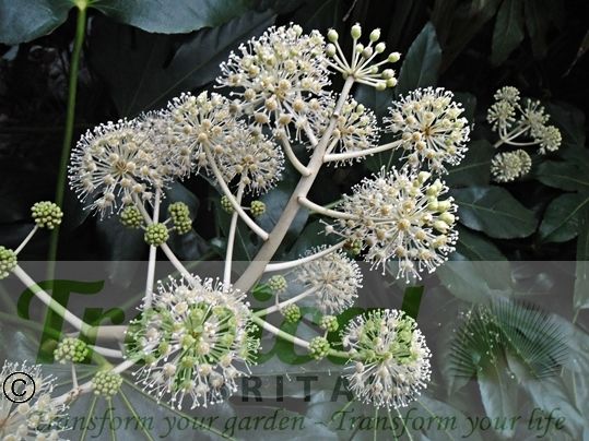 Fatsia japonica