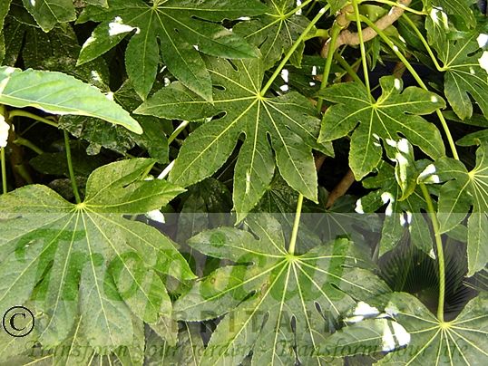 Fatsia japonica