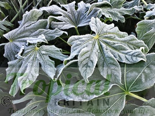 Fatsia japonica - frost hardy