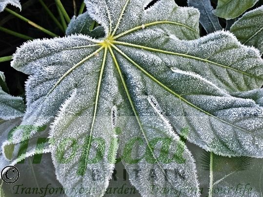 Fatsia japonica