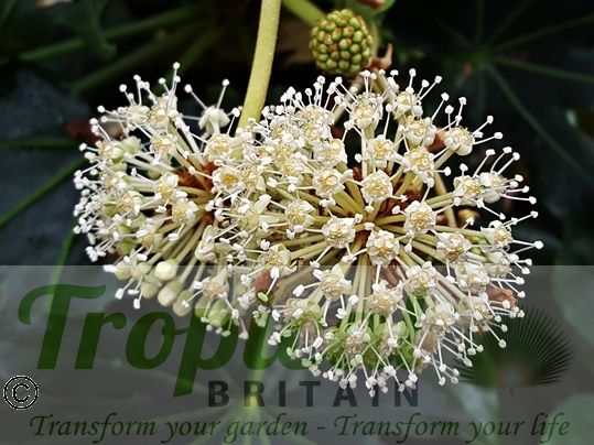 Fatsia japonica flowers - a magnet to bees and bumblebees in the autumn