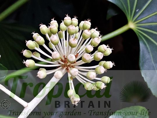 Fatsia japonica - seedpods developing