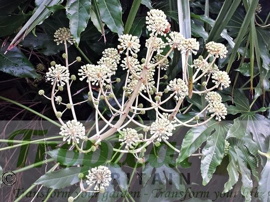Fatsia japonica