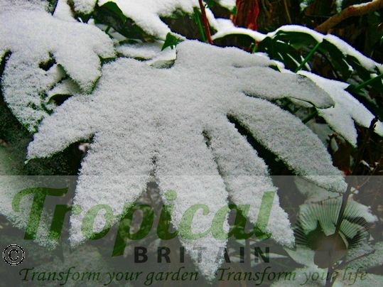 Fatsia japonica - snow hardy