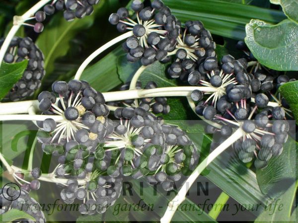 Fatsia japonica - ripe seedpods