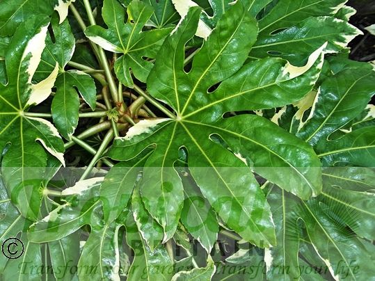 Fatsia japonica 'Variegata'