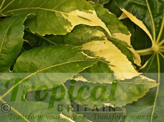 Fatsia japonica 'Variegata'