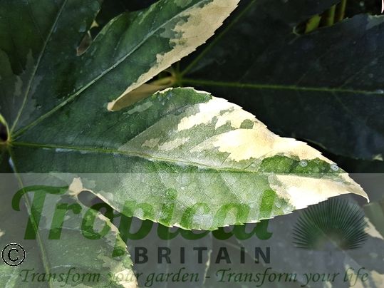 Fatsia japonica 'Variegata'
