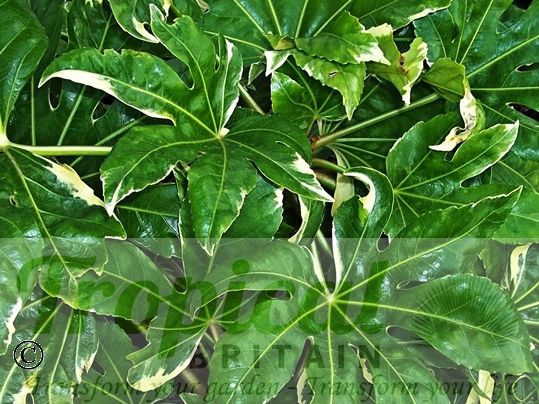 Fatsia japonica 'Variegata'